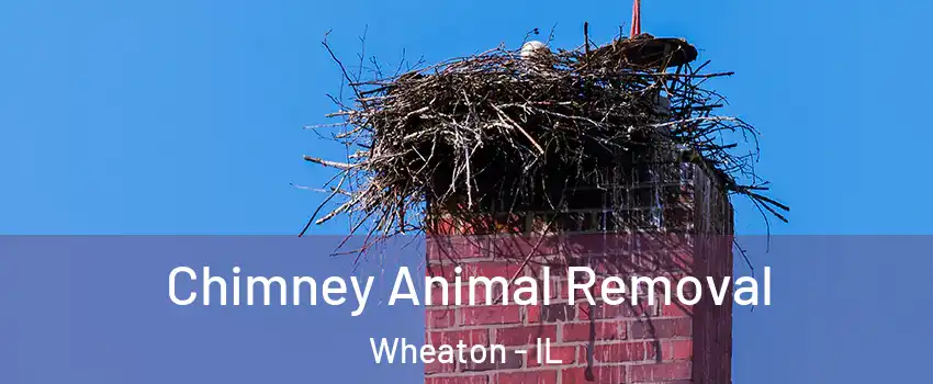 Chimney Animal Removal Wheaton - IL