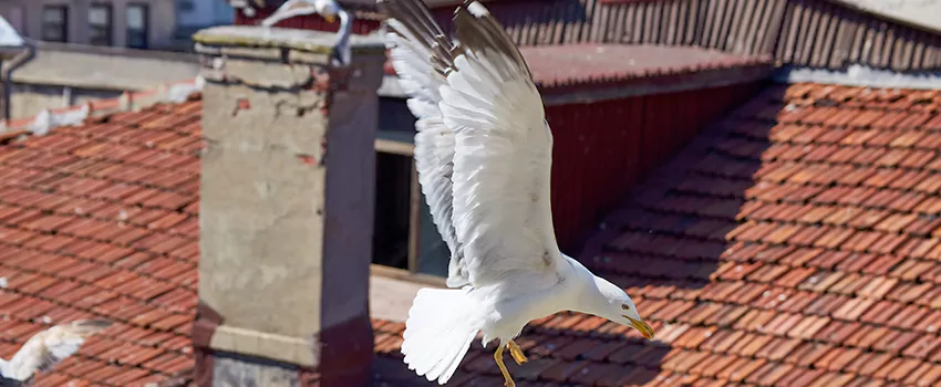 Residential Chimney Animal Removal Solution in Wheaton, IL